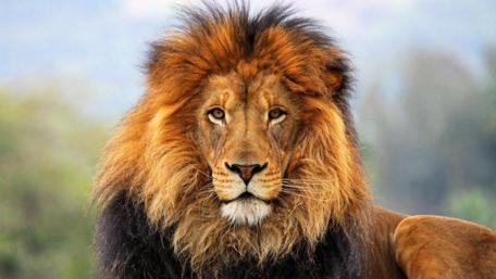 Majestic Lion Roaring in the Wild wallpaper