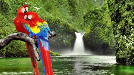 Vibrant Parrots by Serene Jungle Waterfall wallpaper