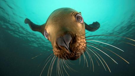 Charming Underwater Seal Encounter wallpaper