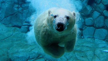 Swimming Polar Bear Adventure wallpaper