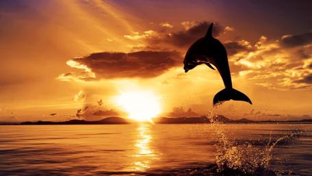 Dolphin's Sunset Leap wallpaper