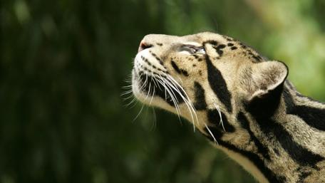 Majestic Big Cat in Nature wallpaper