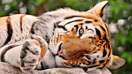 Majestic Tiger in Relaxing Pose wallpaper