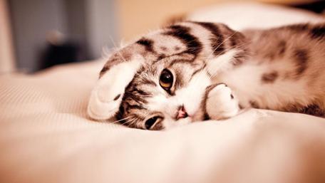 Playful Kitten's Peekaboo Moment wallpaper
