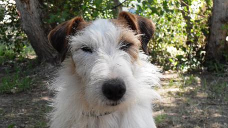 Charming Dog Portrait in Nature wallpaper
