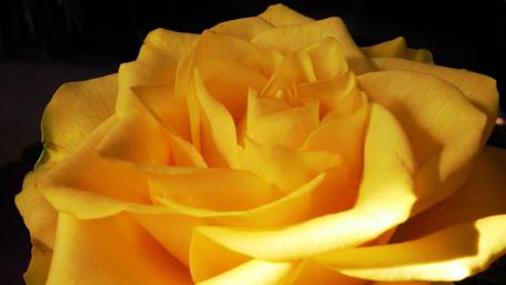 Vibrant Yellow Rose Blooming Beauty wallpaper