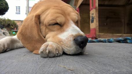 Dreamy Beagle in Peaceful Slumber wallpaper