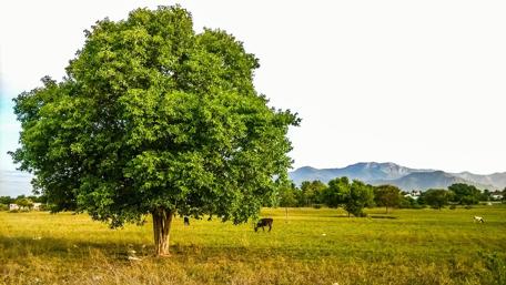 Majestic Solitude of Nature wallpaper