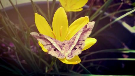 Butterfly on Bright Yellow Flower Amidst Nature's Beauty wallpaper