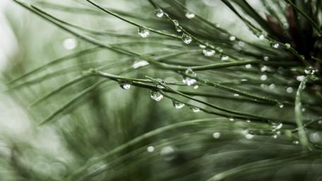 Serenity in Nature's Raindrops wallpaper