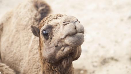 Curious Camel in Close-Up Shot wallpaper