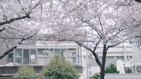 Blossoms of Tranquility in Urban Life wallpaper