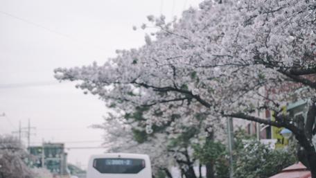 Blossoming Serenity in Urban Landscape wallpaper