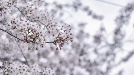Blossoming Beauty of Cherry Blossoms wallpaper