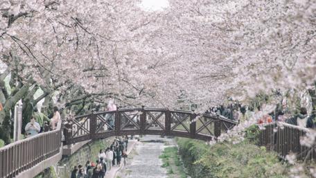 Springtime Bloom in Jindo, Korea wallpaper