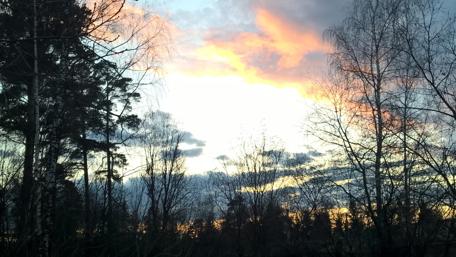 Serene Sunset Over Forest Canopy wallpaper