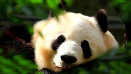 Serene Panda in Natural Habitat wallpaper