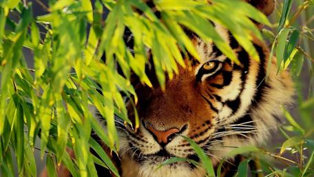 Majestic Tiger Hidden in Greenery wallpaper