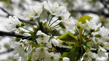 Blooming Cherry Blossom Branches in Springtime Beauty wallpaper