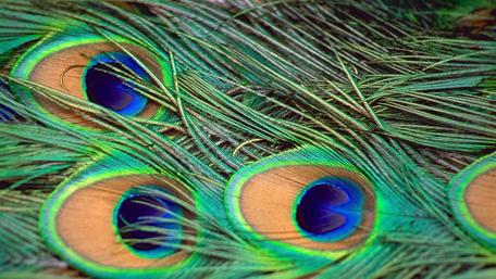 Majestic Peacock Feathers Displaying Vibrant Colors wallpaper