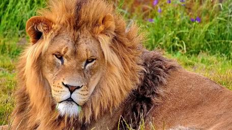 Majestic Lion in Natural Habitat wallpaper