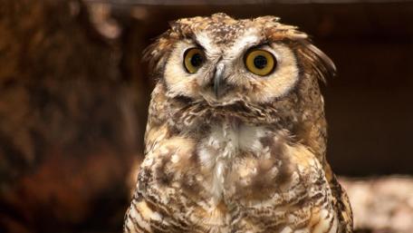 Majestic Owl Captured in Detail wallpaper