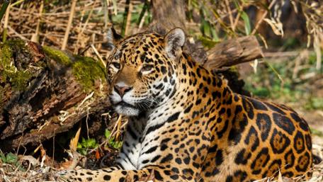Majestic Jaguar Resting in Its Natural Habitat wallpaper