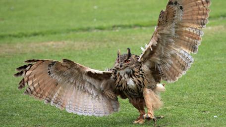 Majestic Owl in Flight wallpaper