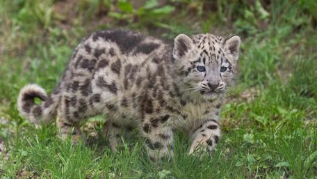 Snow Leopard Cub Exploring Its Habitat wallpaper