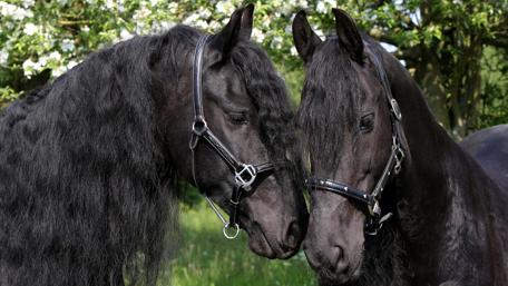 Majestic Black Horses Embracing Nature's Beauty wallpaper