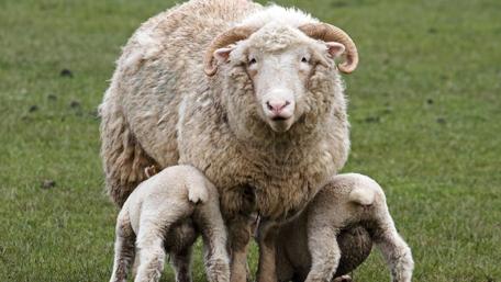 Gentle Mother Sheep and Her Lambs wallpaper