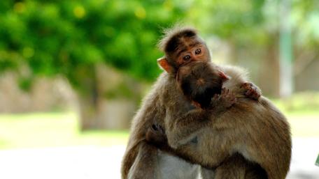 Cute Monkeys Sharing a Moment of Affection wallpaper