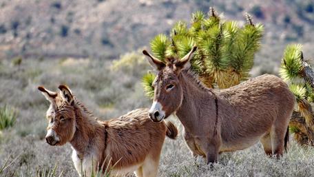Charming Donkeys in Nature Scene wallpaper