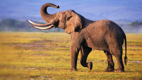 Majestic Elephant in the Wild wallpaper