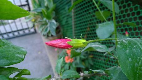 Vibrant Red Flower Bud wallpaper