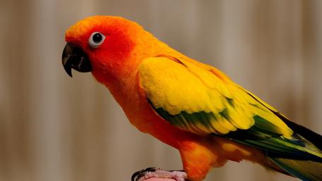 Colorful Parrot in Vibrant Focus wallpaper