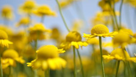 Vibrant Yellow Blossoms in Full Bloom wallpaper