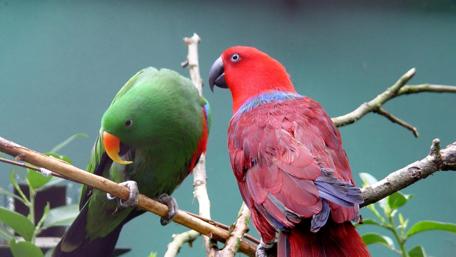 Colorful Parrots Perched Together in Nature wallpaper