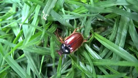 Cucarron Among Lush Green Grass wallpaper