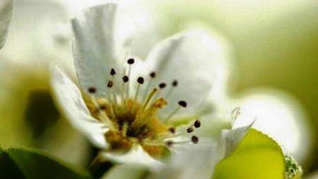 Delicate Beauty of White Blossoms wallpaper