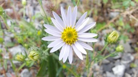 Delicate White Flower in Bloom wallpaper