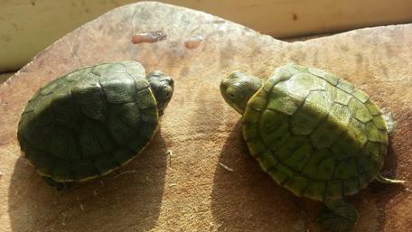 Turtles Relaxing on a Sunshine Stone wallpaper