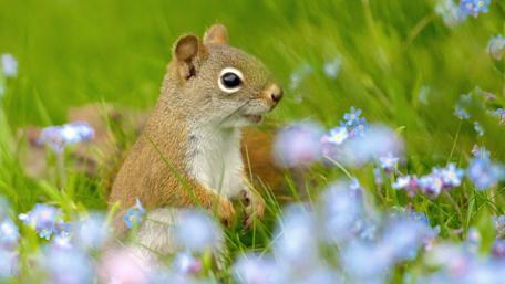 Squirrel in a Meadow of Flowers wallpaper
