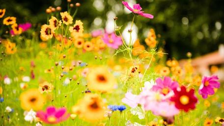 Summer Blossom Meadow wallpaper