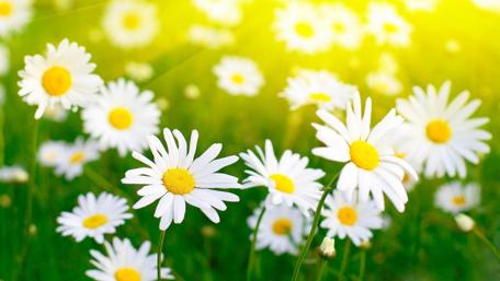 Bright Daisies in a Sunlit Meadow wallpaper