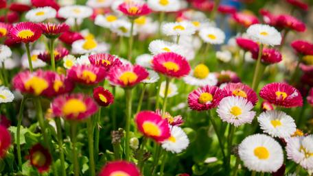 Vibrant Floral Beauty in Blooming Colors wallpaper
