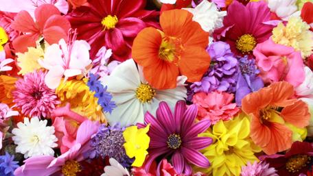 Vibrant Blossoms in Full Bloom wallpaper