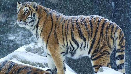 Majestic Tiger in Snowy Landscape wallpaper