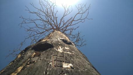 Breathtaking Perspective of a Towering Tree in Clear Sky wallpaper