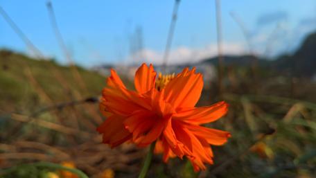 Vibrant Orange Blossom Wallpaper wallpaper